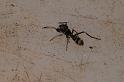Myrmarachne_striatipes_D7798_Z_87_North Stradbroke island_Australie